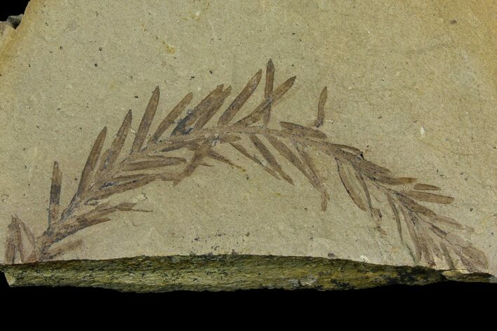 Dawn Redwood (Metasequoia) Fossil - Montana #165186